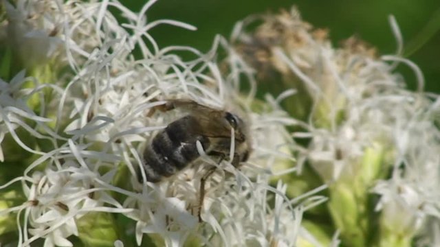 Eine Biene krabbelt auf den Bl&uuml;tenf&auml;den eines "Mittleren Wegerichs" (Gro&szlig;aufnahme)