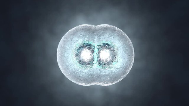 3D rendered Animation of the Mitosis and replication of a generic biological Cell.

