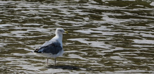 Möwe auf Futtersuche