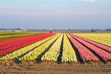 Field with hyacinth in  all kinds of colors