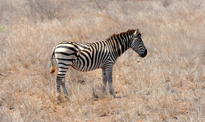 Zebra showing scares on hind quarter from fight with a preditor
