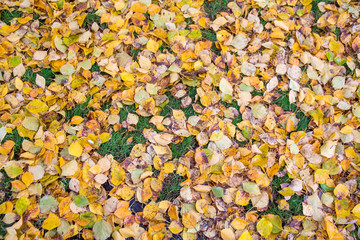 Lots of fallen leaves on grass