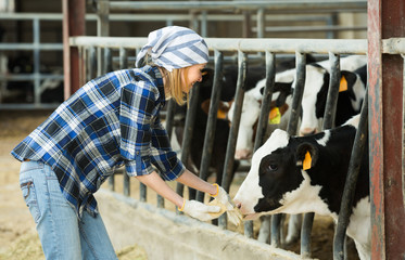 Woman with cows at farm