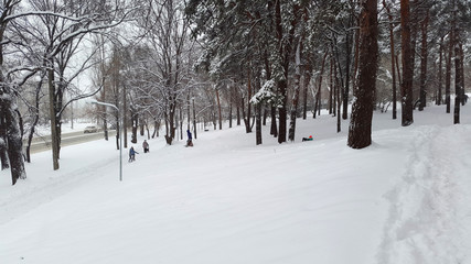 kids are sledding in park - wintertime