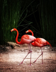 Couple pink Flamingo on the sand