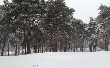 pines in park and snowfall