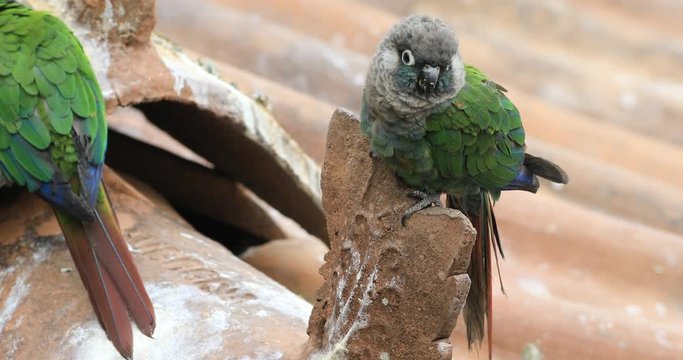4K UltraHD A Fiery Shouldered Conure, Pyrrhura egregia on roof