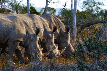 Three Rhinoceros 