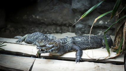 Crocodiles in Poznan Zoo