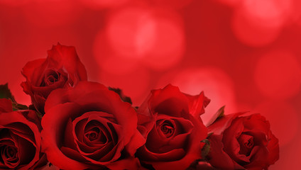 Obraz na płótnie Canvas beautiful red flowers