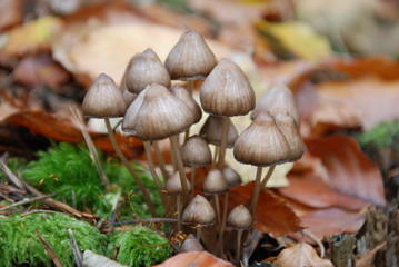 Waldpilz
