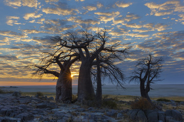 Sun starburst at baobab tree