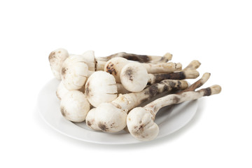 Termitomyces mushroom or termite mushroom