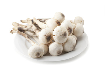 Termitomyces mushroom or termite mushroom