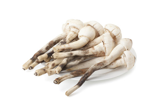 Termitomyces mushroom or termite mushroom