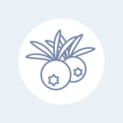juniper berries line icon on white