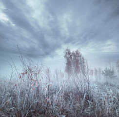 Frosty grass on a late autumn field under dramatic sky.