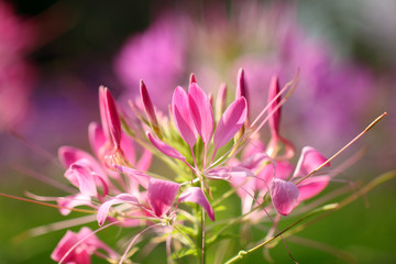 Cleome hassleriana, commonly known as spider flower