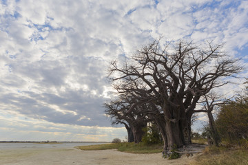 Clouds at Baines Baobabs