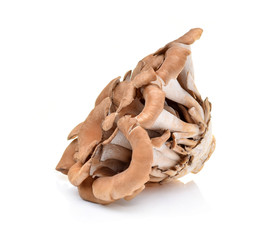 maitake mushrooms on white background
