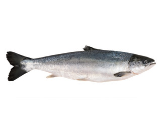 salmon