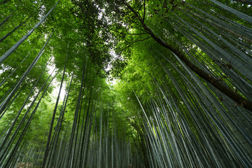 Obraz na płótnie Canvas Bamboo forest in Japan