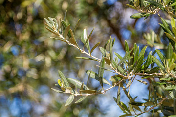 Olive tree branch