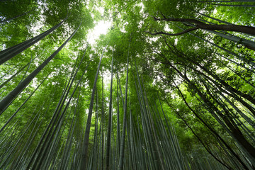 High Bamboo forest