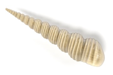 realistic 3d render of Turritella Terebra (Boring Turret Snail) © bescec