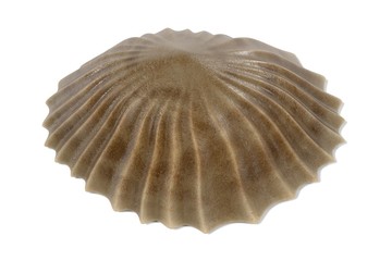 realistic 3d render of Patella Vulgata (Common European Limpet)