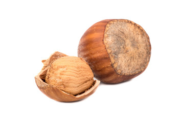 Hazelnut in shell