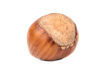 Raw hazelnuts in shell