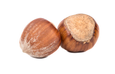 Two hazelnuts in shell