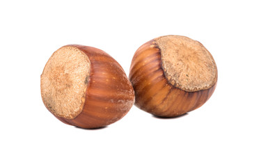 Two hazelnuts in shell