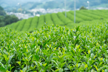 Tea plantation farm