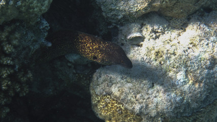 Moray eel