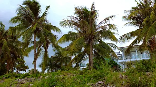 Cloudy windy day. Crones of coconut palms against the gray sky.