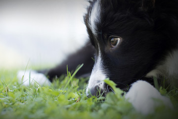 Border collie puppy play with his ball on the grass