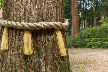 Rope on tree bark in Japanese temple