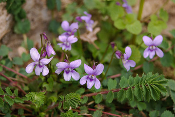 Viola odorata - fioritura