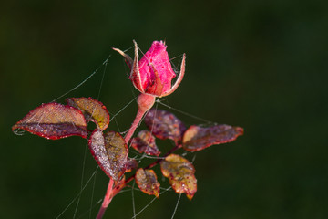 Naklejka na ściany i meble Rose im Herbst - Altweibersommer