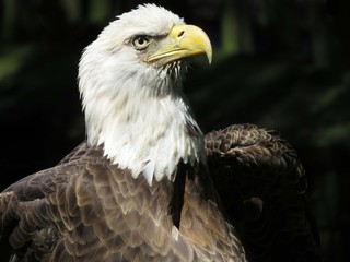 American Bald Eagle portrait
