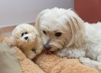 Bichon Havanese with a small soft toy