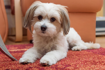 Bichon Havanese posing on the carpet