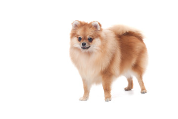 pomeranian dog in studio