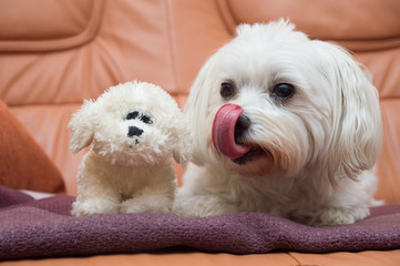 Bichon Havanese on the couch with little toy
