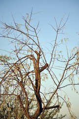 rami d'albero giallo dorati contro il cielo azzurro