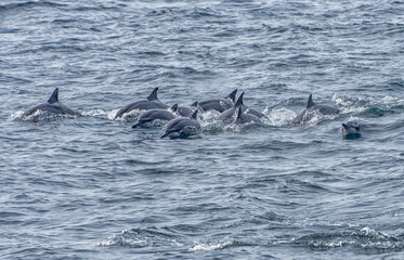 Fototapeta premium whale watching