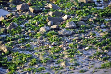 rocce e muschio nel mare con la bassa marea