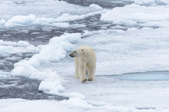 Polar bear